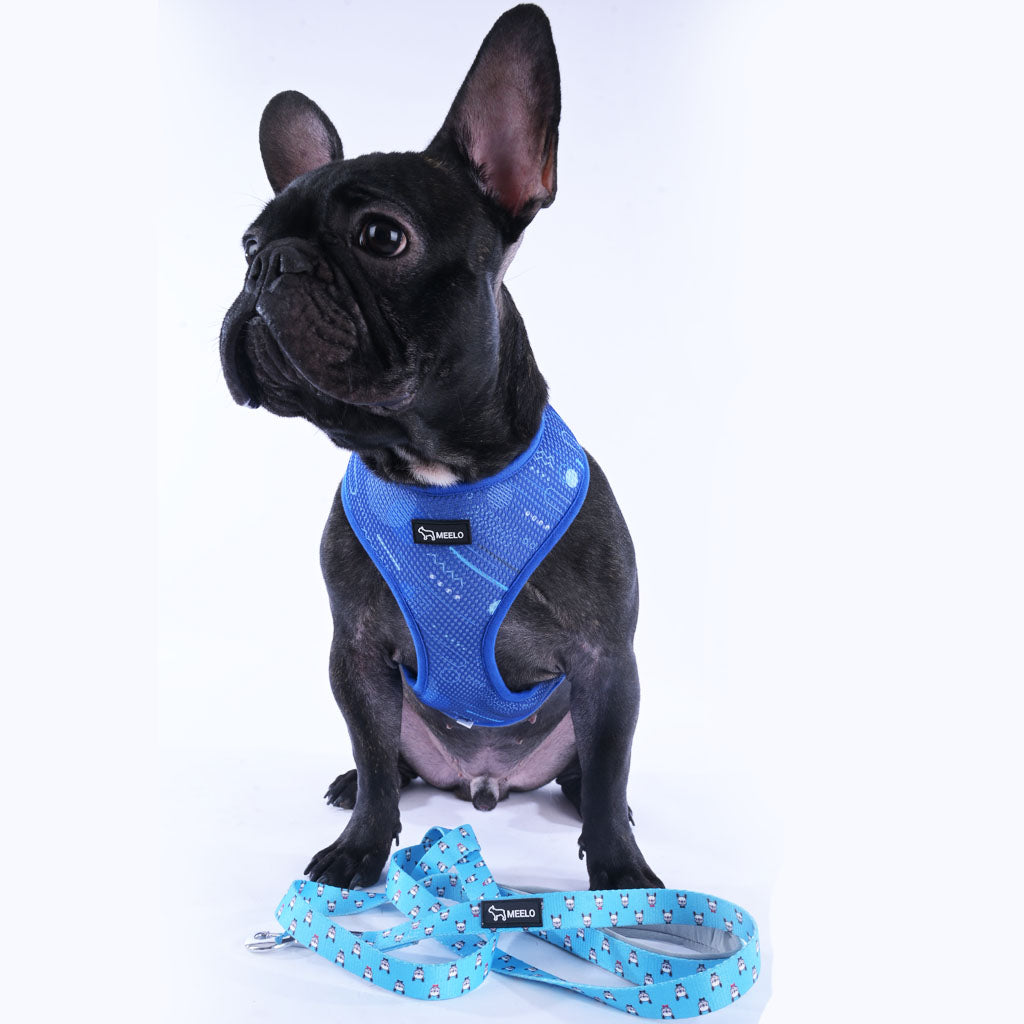 Orange Bubbles Pattern French Bulldog Harness – Aubenord