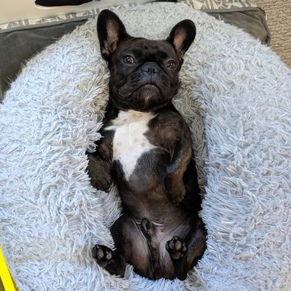 Donutly™ : Anti-Anxiety French Bulldog Bed - Frenchie Bulldog Shop