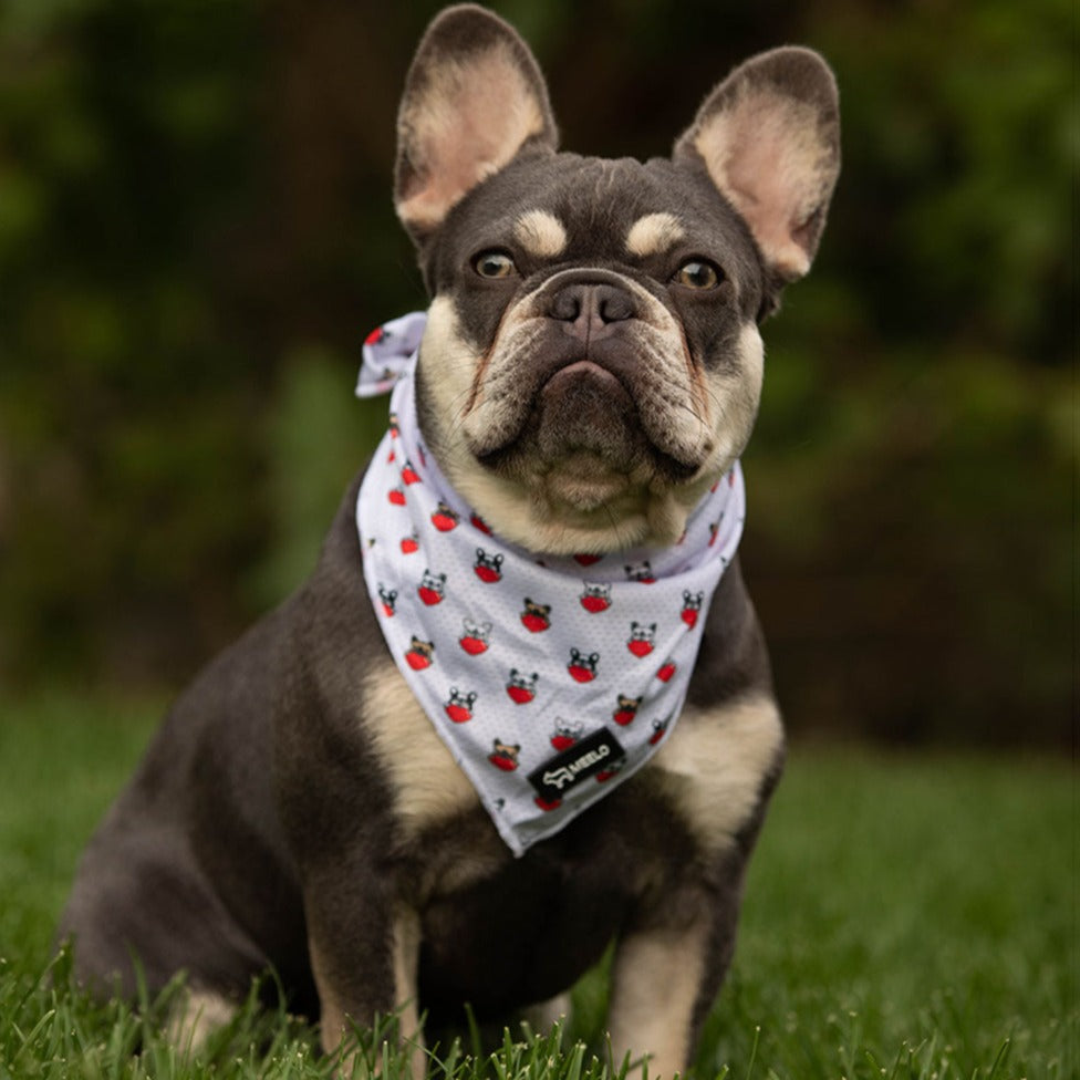 Frenchie bulldog harness for hot sale sale