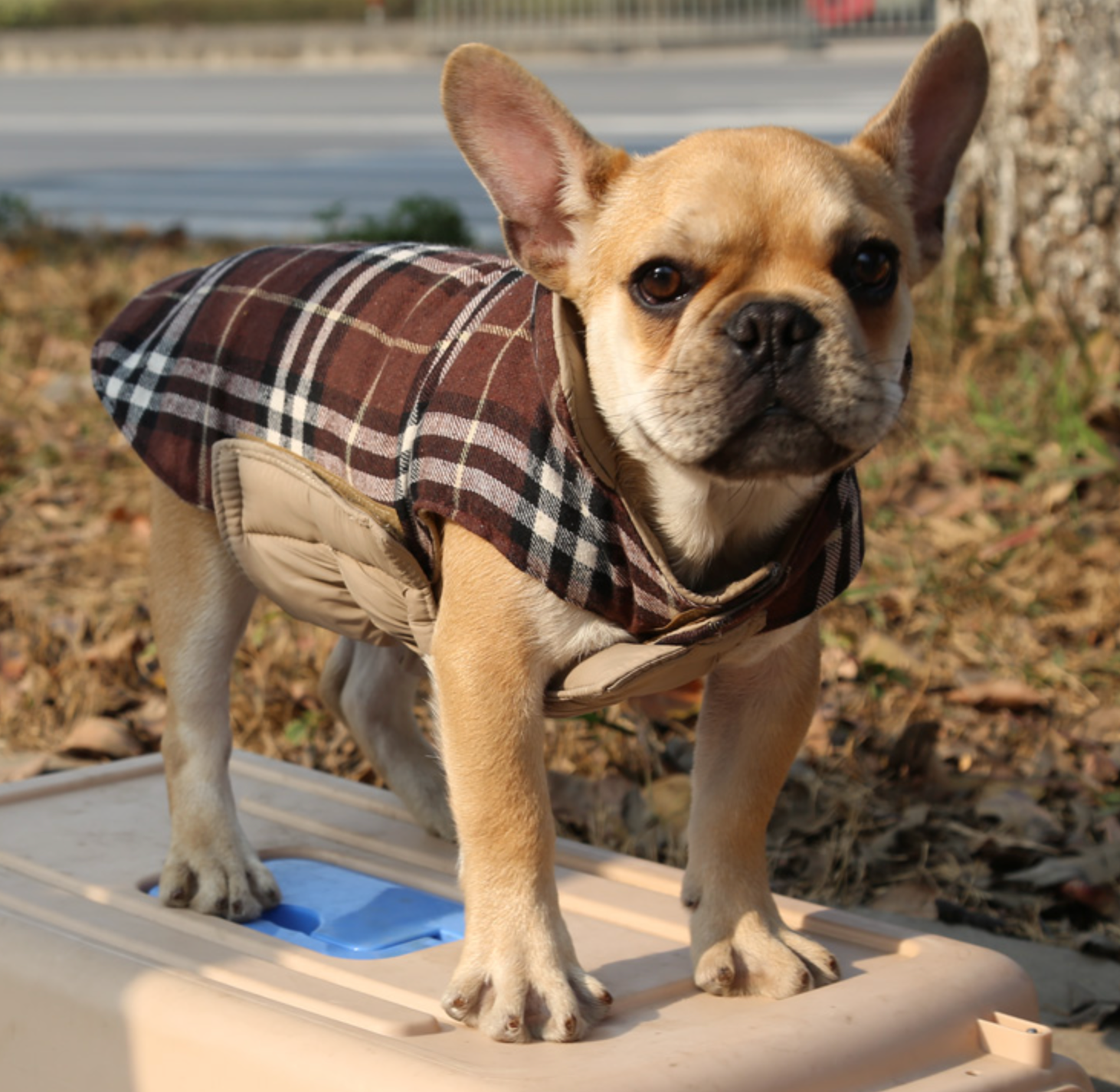 Puppy Vuitton Jacket - Jackets - 6215 Frenchies