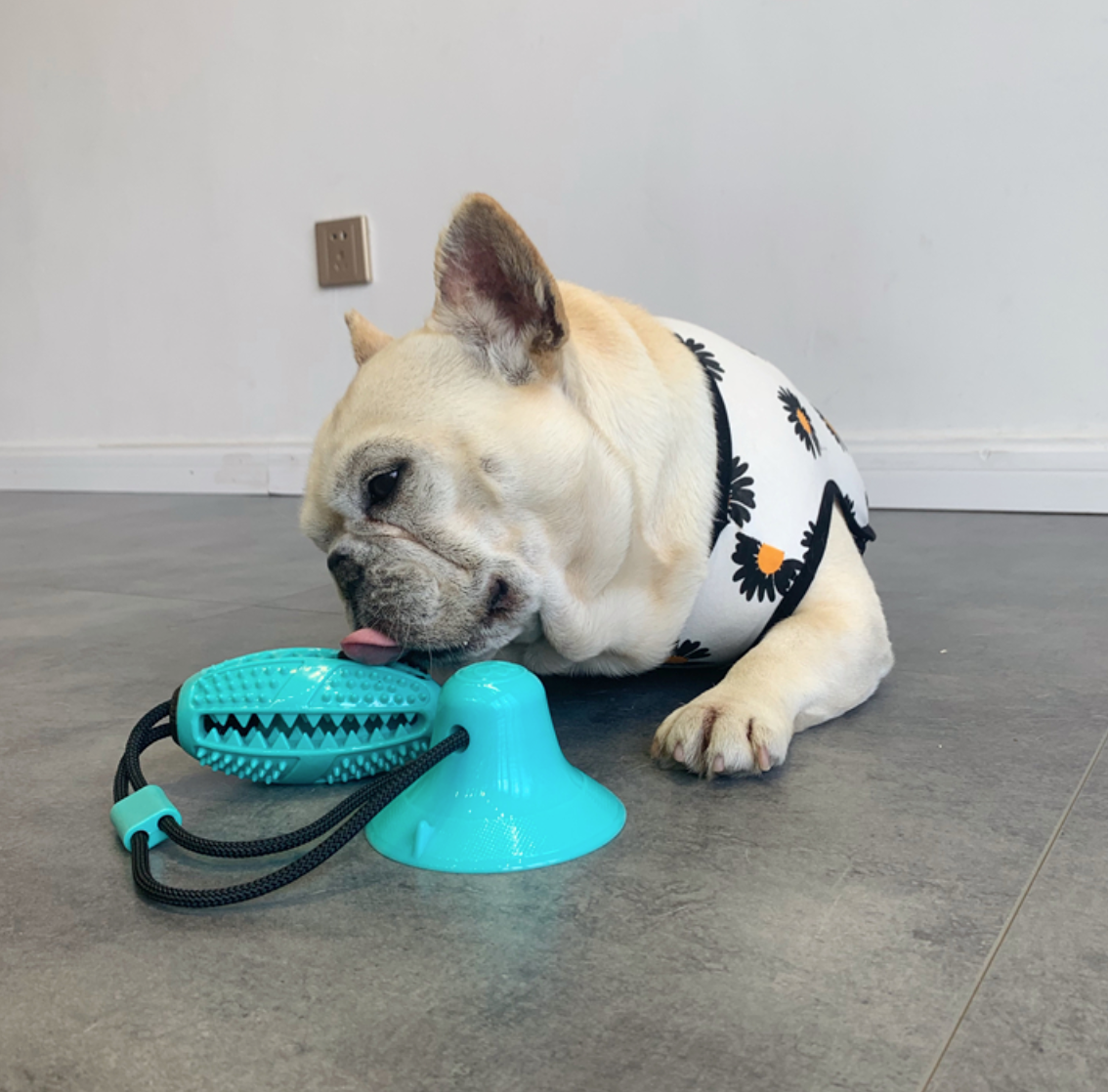 Suction Frenchie TugToy™ V2 (WS67) – frenchie Shop