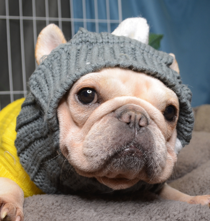 French bulldog hat for dog best sale