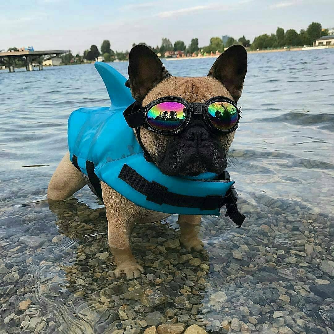 Funny dog 2025 life jacket