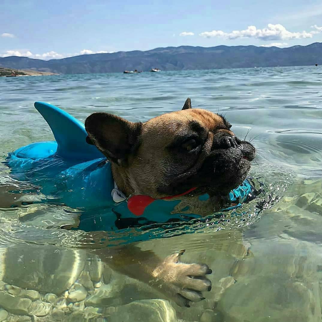 French bulldog outlet swimming vest