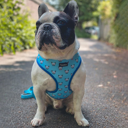 BlueHarmony - Frenchie Harness By MeeLo - Frenchie Bulldog Shop