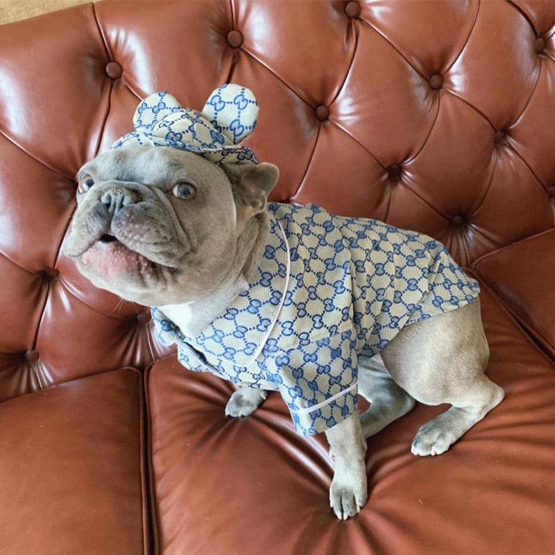 French bulldog in a Louis Vuitton trunk in 2023