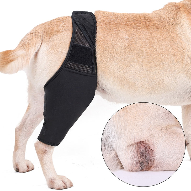 French Bulldog Knee Pads Support Brace (WK03) – frenchie Shop