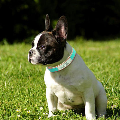 Custom Frenchie Collar - Frenchie Bulldog Shop