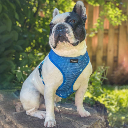 BlueHarmony - Frenchie Harness By MeeLo - Frenchie Bulldog Shop