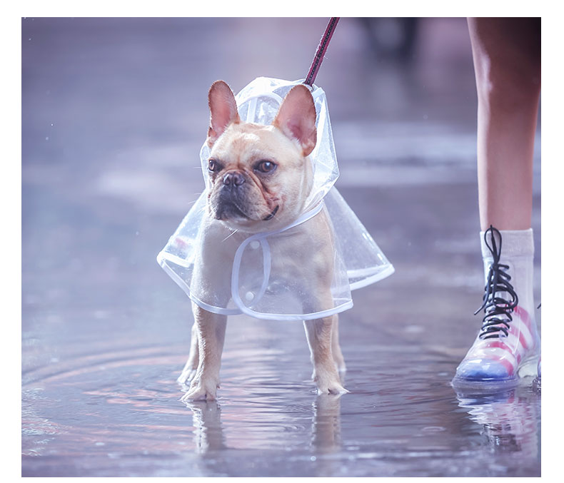 French bulldog hot sale waterproof coat